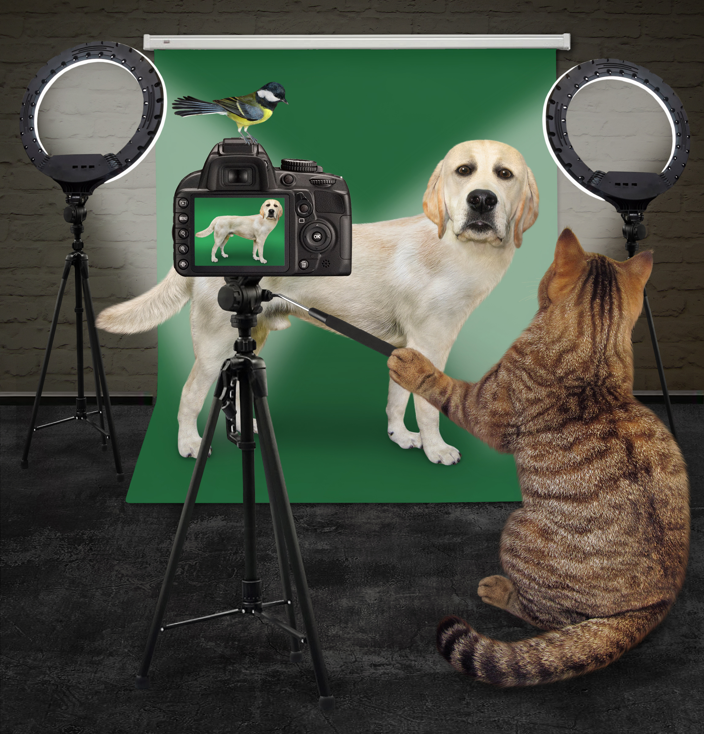 Pet Reels (MUST have professional photos and a pet reel)