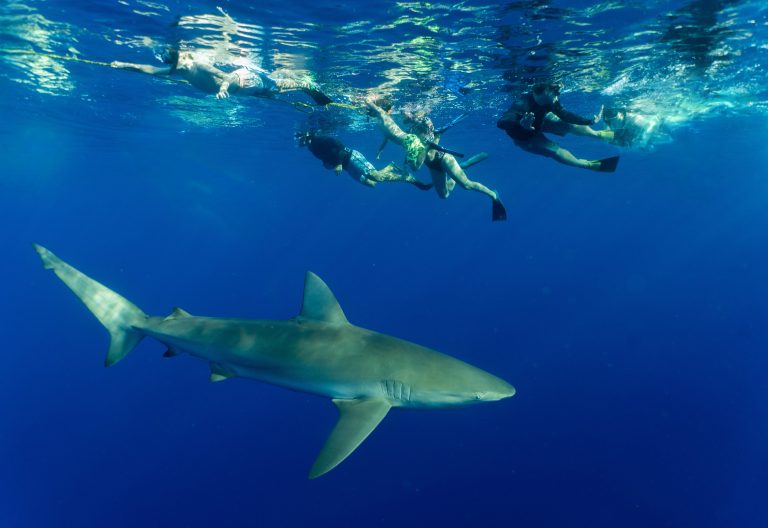 FamilyLargeShark
