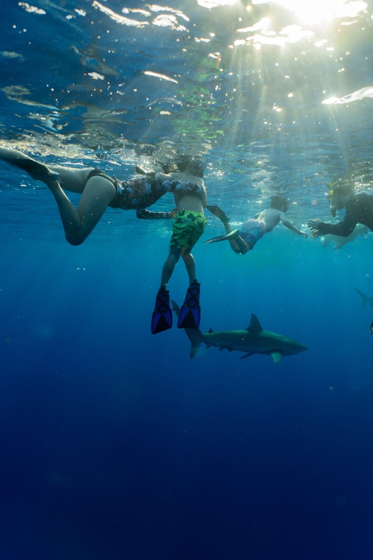 FamilyShark(2)