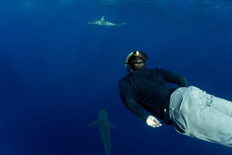 ScottStorrsShark