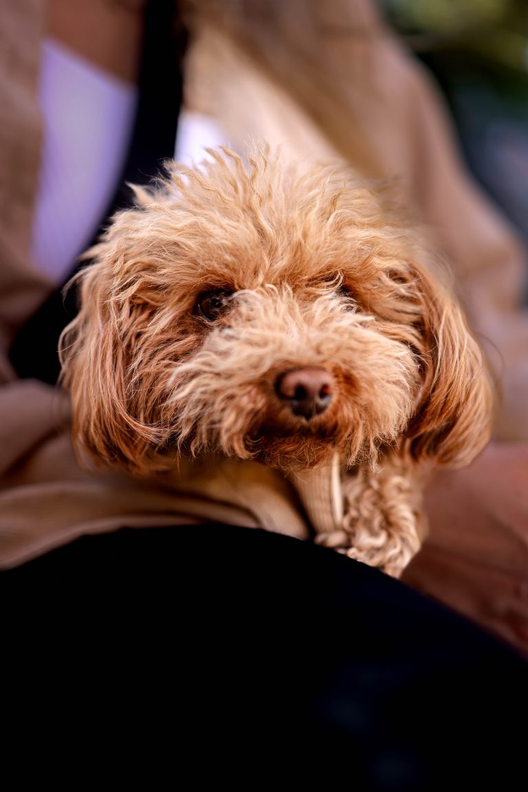 Maisy_Hunter_Shoot4