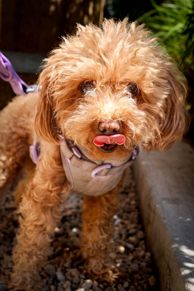 Maisy_Hunter_Shoot5