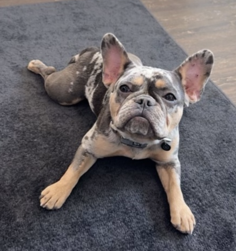 Screen_Shot_2025-03-11_at_8.18.45_PM